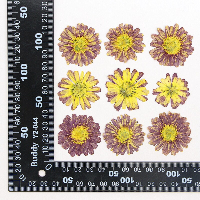 20 PCS Set (2.5-4CM) Pressed Dried Flower Sunflower, Dried Natural Daisy , Yellow Daisy Flowers, Dried Pressed Flower, Real Flat Flowers