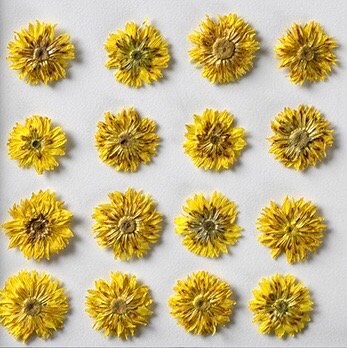 20 PCS (0.8-1.5CM) Pressed Small Dried Flowers, Real Yellow apricot Flower, Pressing Dried Tiny Flower, Preserved Dried Yellow Flat Flowers