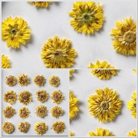 20 PCS (0.8-1.5CM) Pressed Small Dried Flowers, Real Yellow apricot Flower, Pressing Dried Tiny Flower, Preserved Dried Yellow Flat Flowers