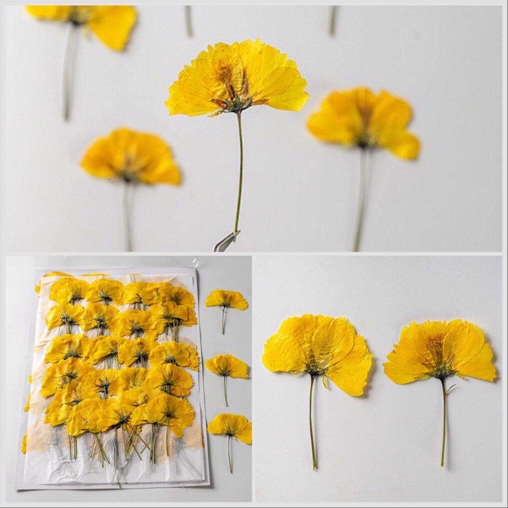 12 PCS Set (8-14CM) Pressed Cosmos Flower Stems Yellow Dried Cosmos Flat Flower Stems, Real Pressed Yellow Flower, Dried Yellow Flower Stems