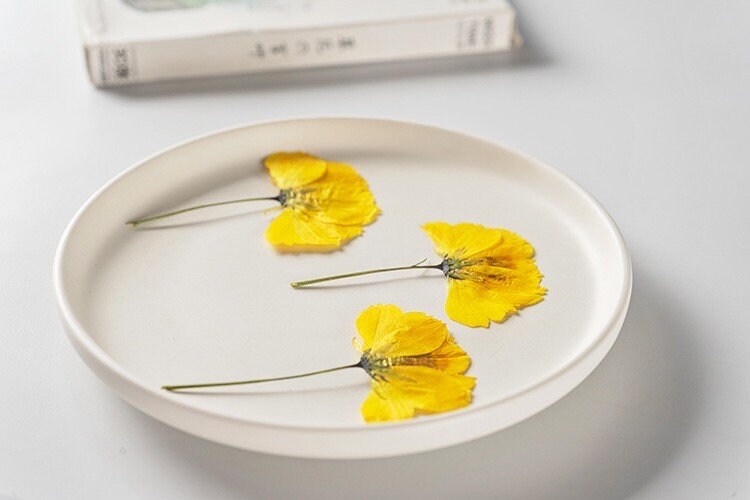 12 PCS Set (8-14CM) Pressed Cosmos Flower Stems Yellow Dried Cosmos Flat Flower Stems, Real Pressed Yellow Flower, Dried Yellow Flower Stems