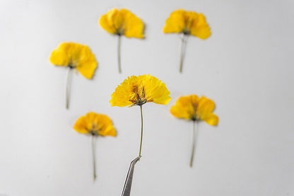 12 PCS Set (8-14CM) Pressed Cosmos Flower Stems Yellow Dried Cosmos Flat Flower Stems, Real Pressed Yellow Flower, Dried Yellow Flower Stems