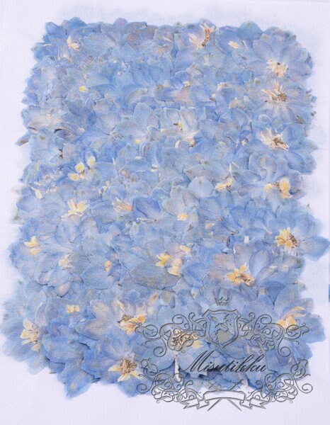 20 PCS Set (2.5-4CM) Dried Pressed Flowers, Natural Pressed Dried Large Blue Flowers, Preserved Real Flat Flowers, Dry Pressed Blue Flowers