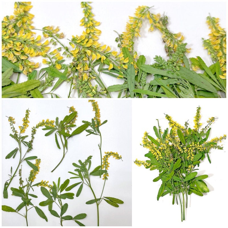 20 PCS Set (6-9CM) Pressed Dried Flower Stems Real, Flat Pressed dried Yellow Flowers, Yellow real Flower