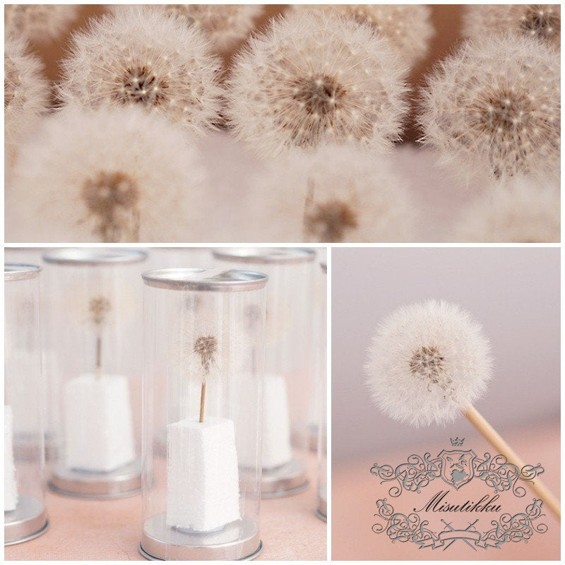 1 PC (4-5CM) Dandelion dried flower, Real Dandelions Flower arrangement eternal flower filler Decorative flower box Centerpiece Wedding