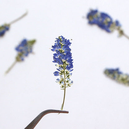 20 PCS Set (5-8CM ) Dried Pressed Flower Salvia, Small Blue Salvia Flowers, Real Pressed Salvia Flower, Flat Preserved Salvia Dried flower