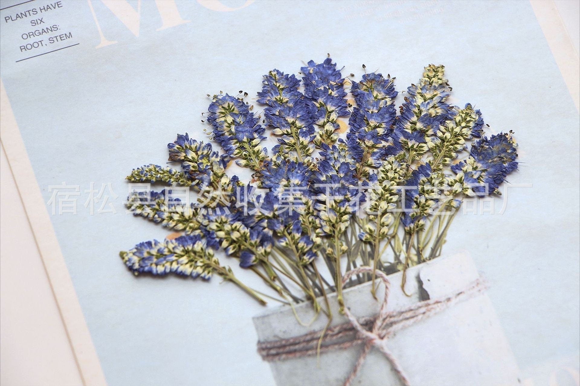 20 PCS Set (5-8CM ) Dried Pressed Flower Salvia, Small Blue Salvia Flowers, Real Pressed Salvia Flower, Flat Preserved Salvia Dried flower