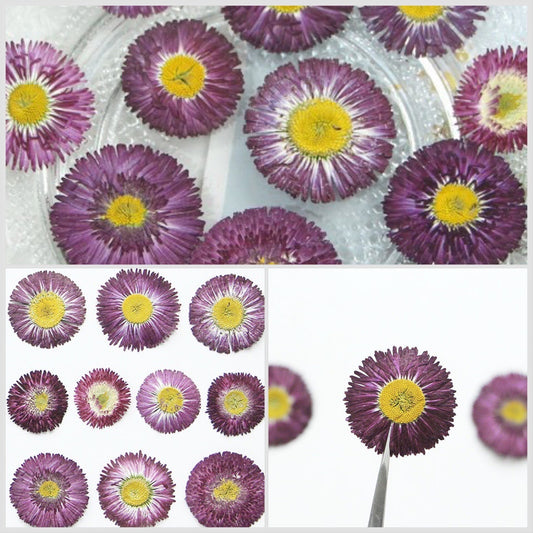 20 PCS Set (3-5CM) Pressed Real Daisy Flower, Purple Dried Flowers, Preserved Flat Flowers, Dried daisy Pressed Flowers, Pressed dried flowe