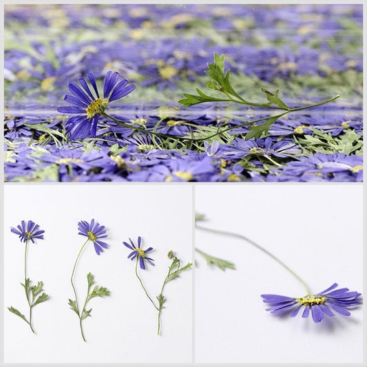 20 PCS Set (8-13CM) Pressed Dried flower Stems, Pressed Real Daisy Flower Stems, Blue Flower Pressed Flat Flowers, Preserved Dried Flower