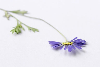 20 PCS Set (8-13CM) Pressed Dried flower Stems, Pressed Real Daisy Flower Stems, Blue Flower Pressed Flat Flowers, Preserved Dried Flower