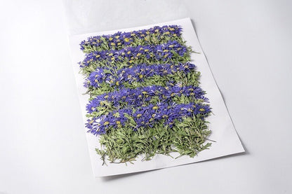 20 PCS Set (8-13CM) Pressed Dried flower Stems, Pressed Real Daisy Flower Stems, Blue Flower Pressed Flat Flowers, Preserved Dried Flower