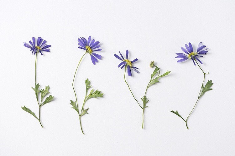 20 PCS Set (8-13CM) Pressed Dried flower Stems, Pressed Real Daisy Flower Stems, Blue Flower Pressed Flat Flowers, Preserved Dried Flower