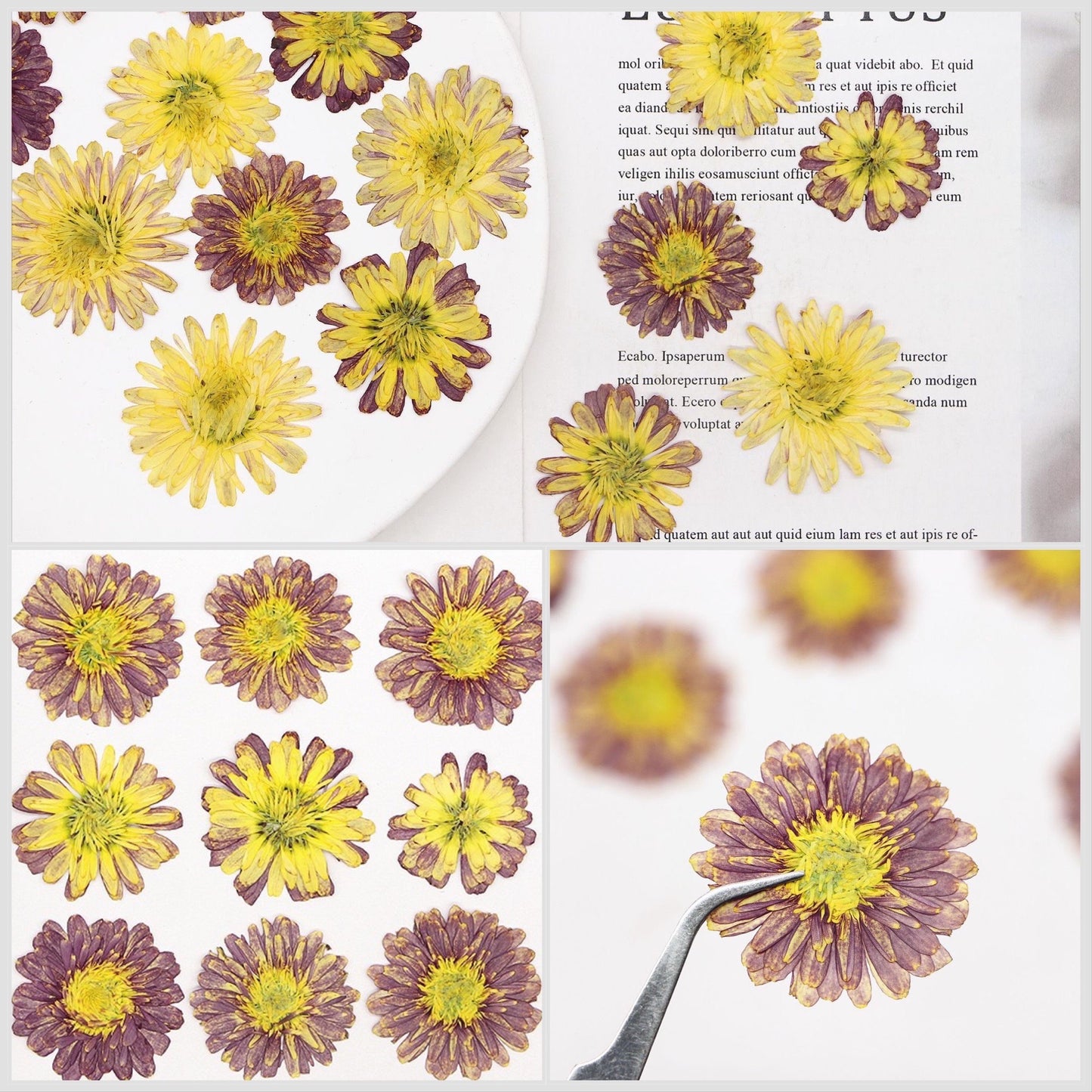 20 PCS Set (2.5-4CM) Pressed Dried Flower Sunflower, Dried Natural Daisy , Yellow Daisy Flowers, Dried Pressed Flower, Real Flat Flowers