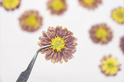 20 PCS Set (2.5-4CM) Pressed Dried Flower Sunflower, Dried Natural Daisy , Yellow Daisy Flowers, Dried Pressed Flower, Real Flat Flowers