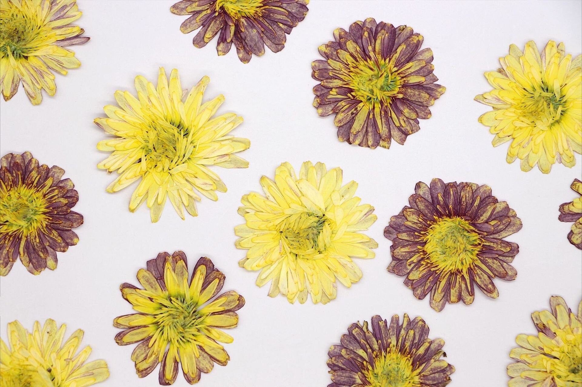 20 PCS Set (2.5-4CM) Pressed Dried Flower Sunflower, Dried Natural Daisy , Yellow Daisy Flowers, Dried Pressed Flower, Real Flat Flowers