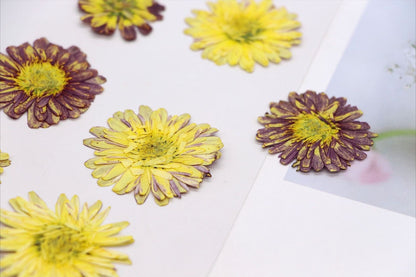 20 PCS Set (2.5-4CM) Pressed Dried Flower Sunflower, Dried Natural Daisy , Yellow Daisy Flowers, Dried Pressed Flower, Real Flat Flowers