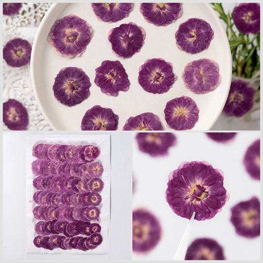 20 PCS (3-5CM) Pressed Purple Rose Flower, Real Dried Roses, Pressed Dried Flower, Natural Preserved Roses Flat Magenta Rose Dried flower