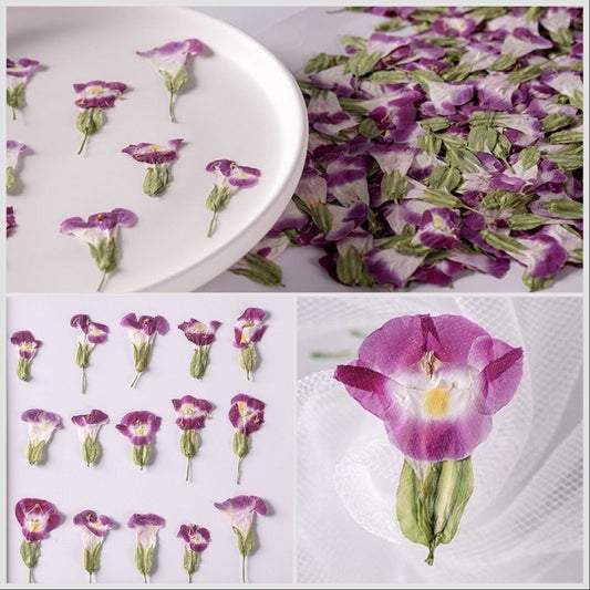 20 PCS Set (2-3CM) Natural Pressed Dried Flower, Small real Dried Pressed Flower, Pressed Purple Flowers, Preserved Dried Flat Flower Buds