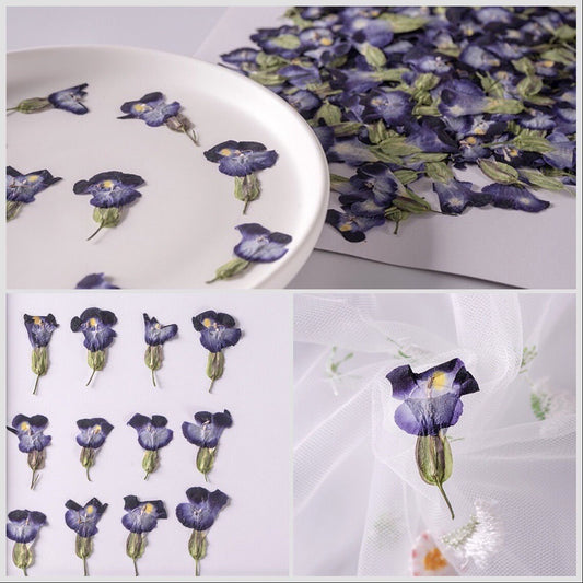 20 PCS Set (2-3CM) Pressed Dried flowers, Pressed Blue Flower, Dried Blue Flower, Preserved Flat Real Blue Flower, Small Dried Flower Buds