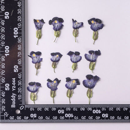 20 PCS Set (2-3CM) Pressed Dried flowers, Pressed Blue Flower, Dried Blue Flower, Preserved Flat Real Blue Flower, Small Dried Flower Buds