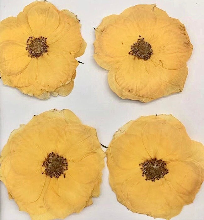 12 PCS Set (4-6CM) Pressed Roses Flowers, Dried Yellow Rose Flower, Preserved Rose Dried Flowers, Pressed Dried Roses Real Dried Flower,