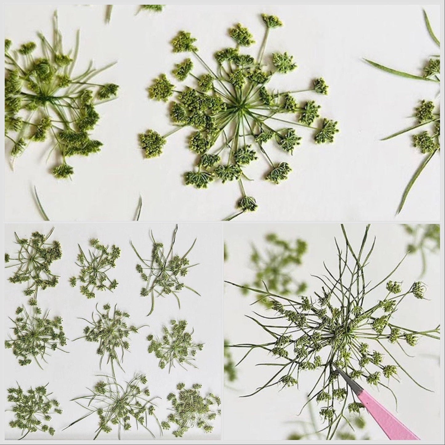 20 PCS Set (12-20CM) Pressed Dried Dill Flower, Pressed Dried Flowers, Real Green Flat Flowers, Green Pressed Dried Flower Preserved Flower