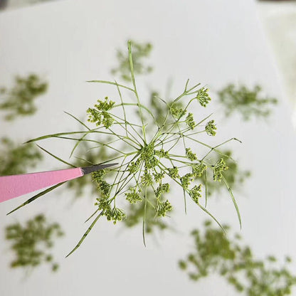 20 PCS Set (12-20CM) Pressed Dried Dill Flower, Pressed Dried Flowers, Real Green Flat Flowers, Green Pressed Dried Flower Preserved Flower