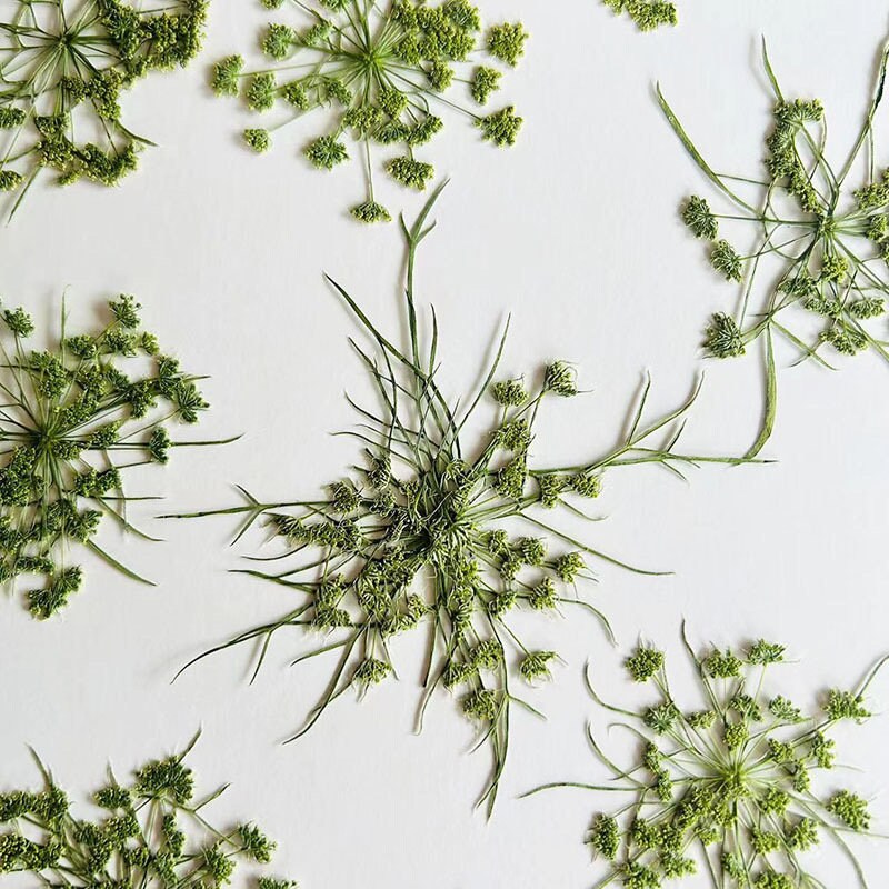 20 PCS Set (12-20CM) Pressed Dried Dill Flower, Pressed Dried Flowers, Real Green Flat Flowers, Green Pressed Dried Flower Preserved Flower