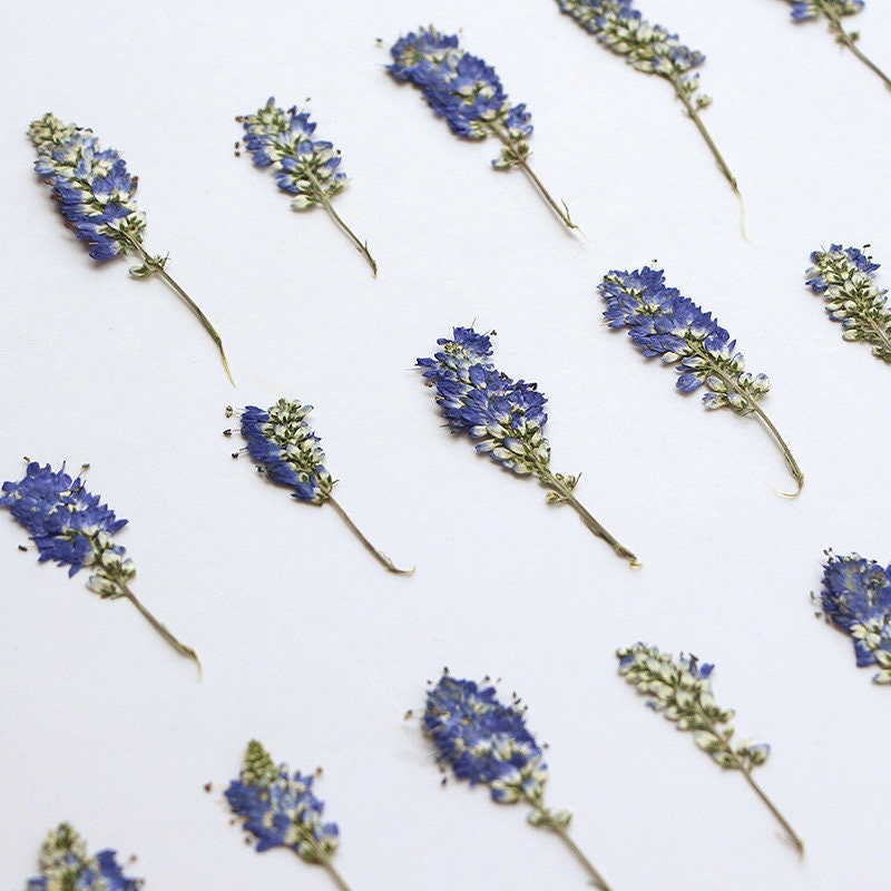 20 PCS Set (5-8CM ) Dried Pressed Flower Salvia, Small Blue Salvia Flowers, Real Pressed Salvia Flower, Flat Preserved Salvia Dried flower