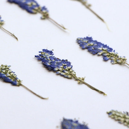 20 PCS Set (5-8CM ) Dried Pressed Flower Salvia, Small Blue Salvia Flowers, Real Pressed Salvia Flower, Flat Preserved Salvia Dried flower