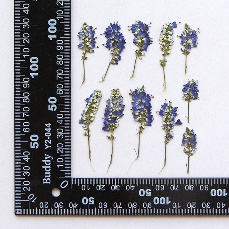 20 PCS Set (5-8CM ) Dried Pressed Flower Salvia, Small Blue Salvia Flowers, Real Pressed Salvia Flower, Flat Preserved Salvia Dried flower