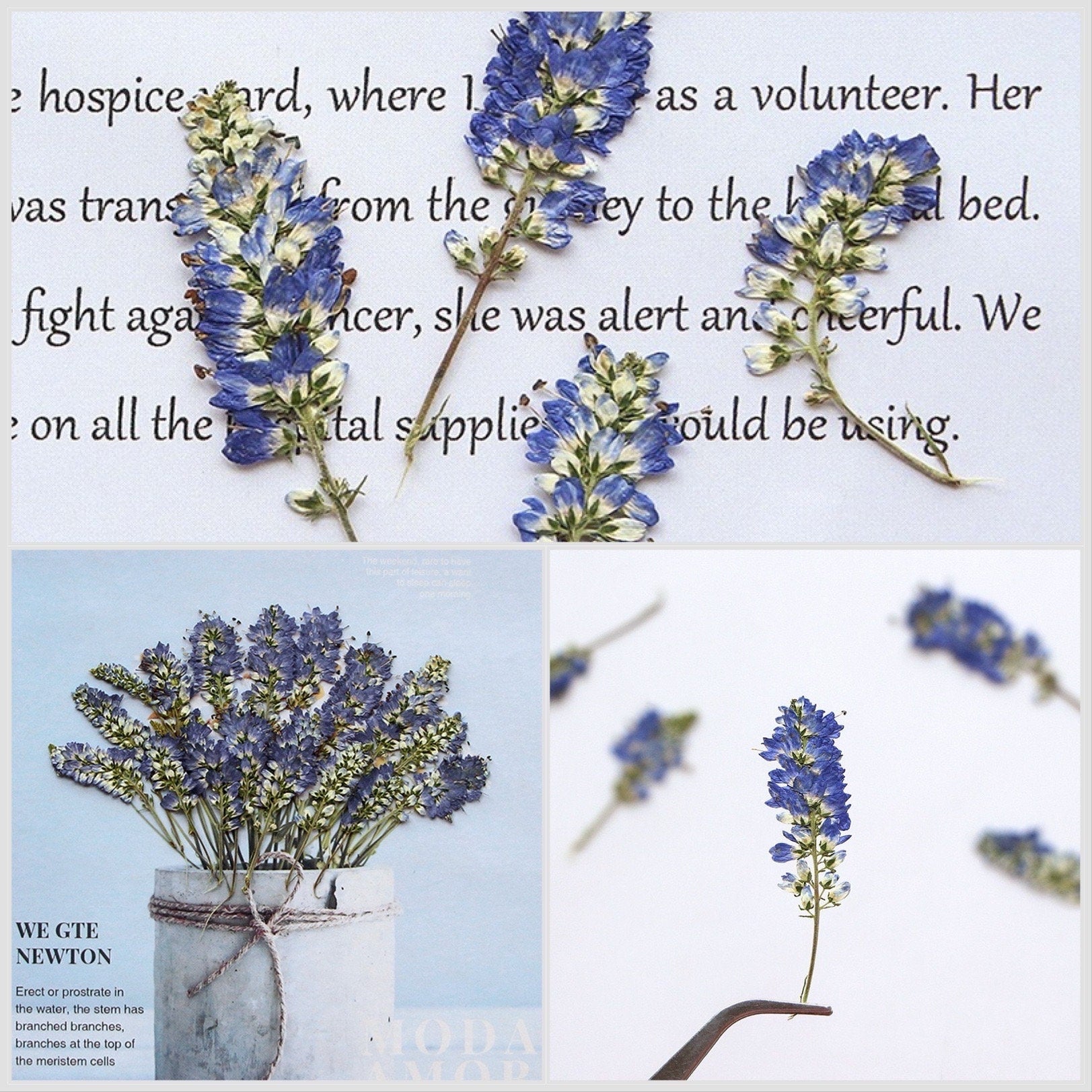 20 PCS Set (5-8CM ) Dried Pressed Flower Salvia, Small Blue Salvia Flowers, Real Pressed Salvia Flower, Flat Preserved Salvia Dried flower