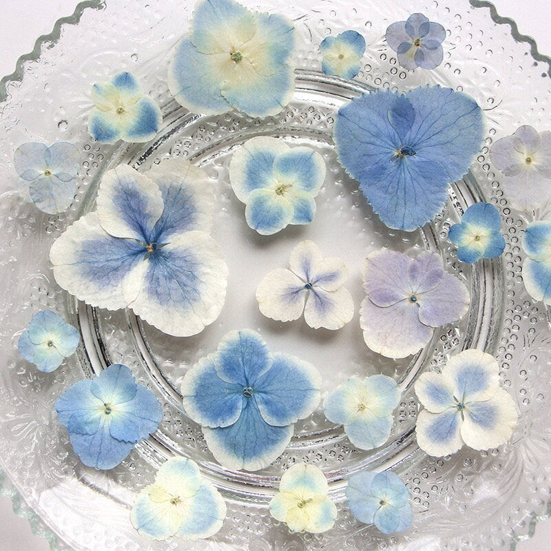 20 PCS Set (2.5-4CM) Dried Pressed Flowers Blue Hydrangea, Natural Pressed Dried Hydrangea Flowers, Preserved Real Blue Flowers for Wedding