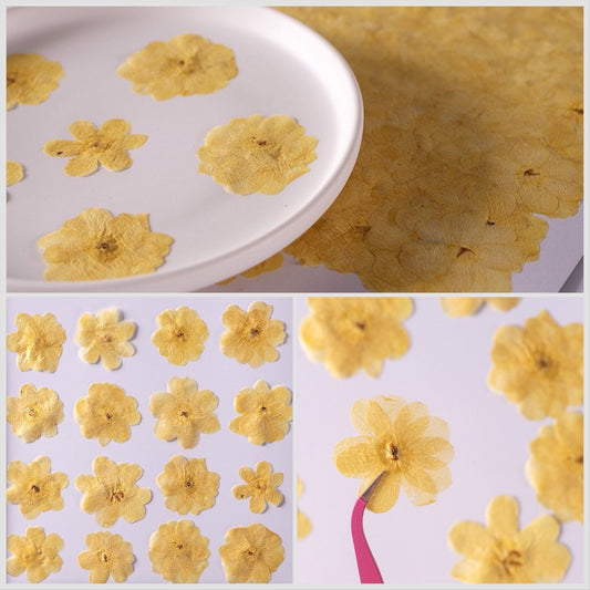 20 PCS Set (3-5CM) Real Dried Yellow Flower, Pressed Dried Flowers, Real Pressed Flat Drird Flower, Preserved Dried Flat real Flower