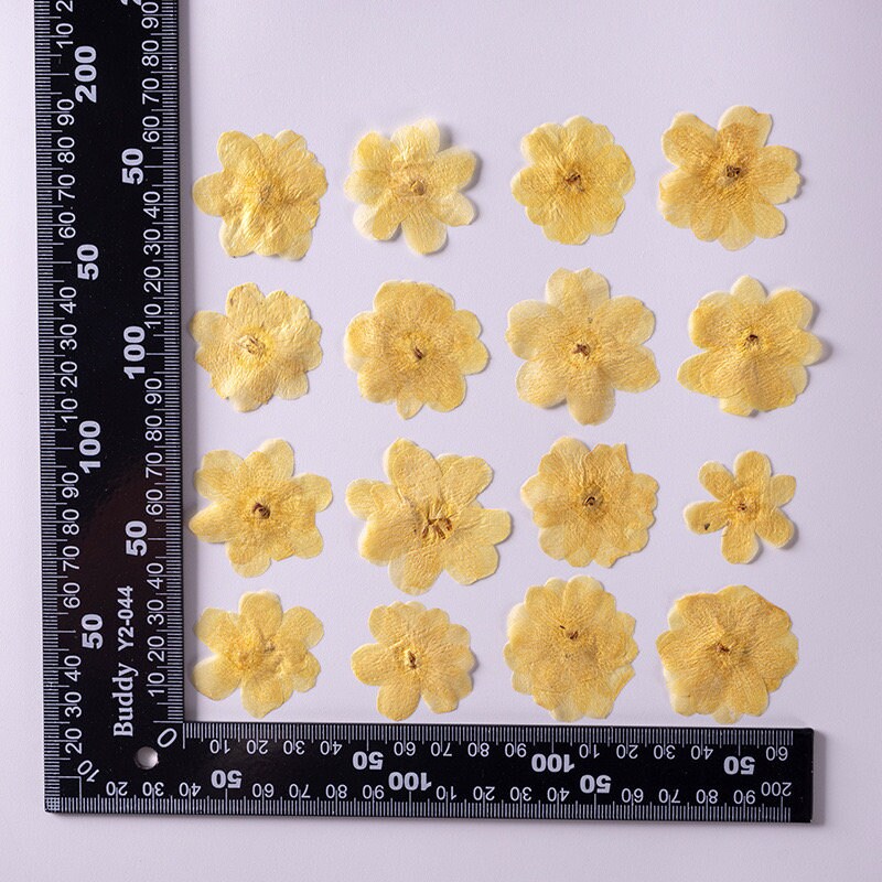 20 PCS Set (3-5CM) Real Dried Yellow Flower, Pressed Dried Flowers, Real Pressed Flat Drird Flower, Preserved Dried Flat real Flower