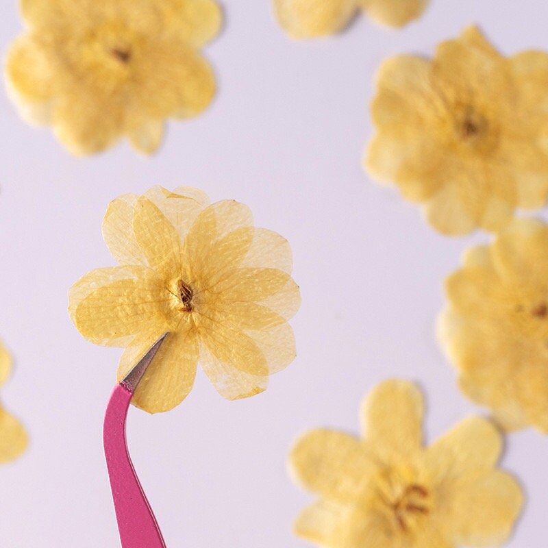 20 PCS Set (3-5CM) Real Dried Yellow Flower, Pressed Dried Flowers, Real Pressed Flat Drird Flower, Preserved Dried Flat real Flower