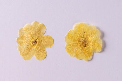 20 PCS Set (3-5CM) Real Dried Yellow Flower, Pressed Dried Flowers, Real Pressed Flat Drird Flower, Preserved Dried Flat real Flower