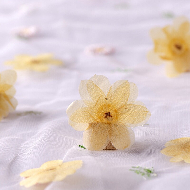 20 PCS Set (3-5CM) Real Dried Yellow Flower, Pressed Dried Flowers, Real Pressed Flat Drird Flower, Preserved Dried Flat real Flower