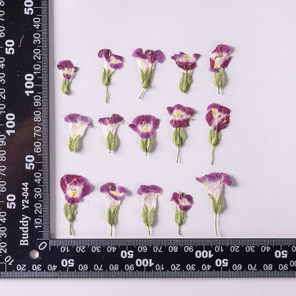 20 PCS Set (2-3CM) Natural Pressed Dried Flower, Small real Dried Pressed Flower, Pressed Purple Flowers, Preserved Dried Flat Flower Buds