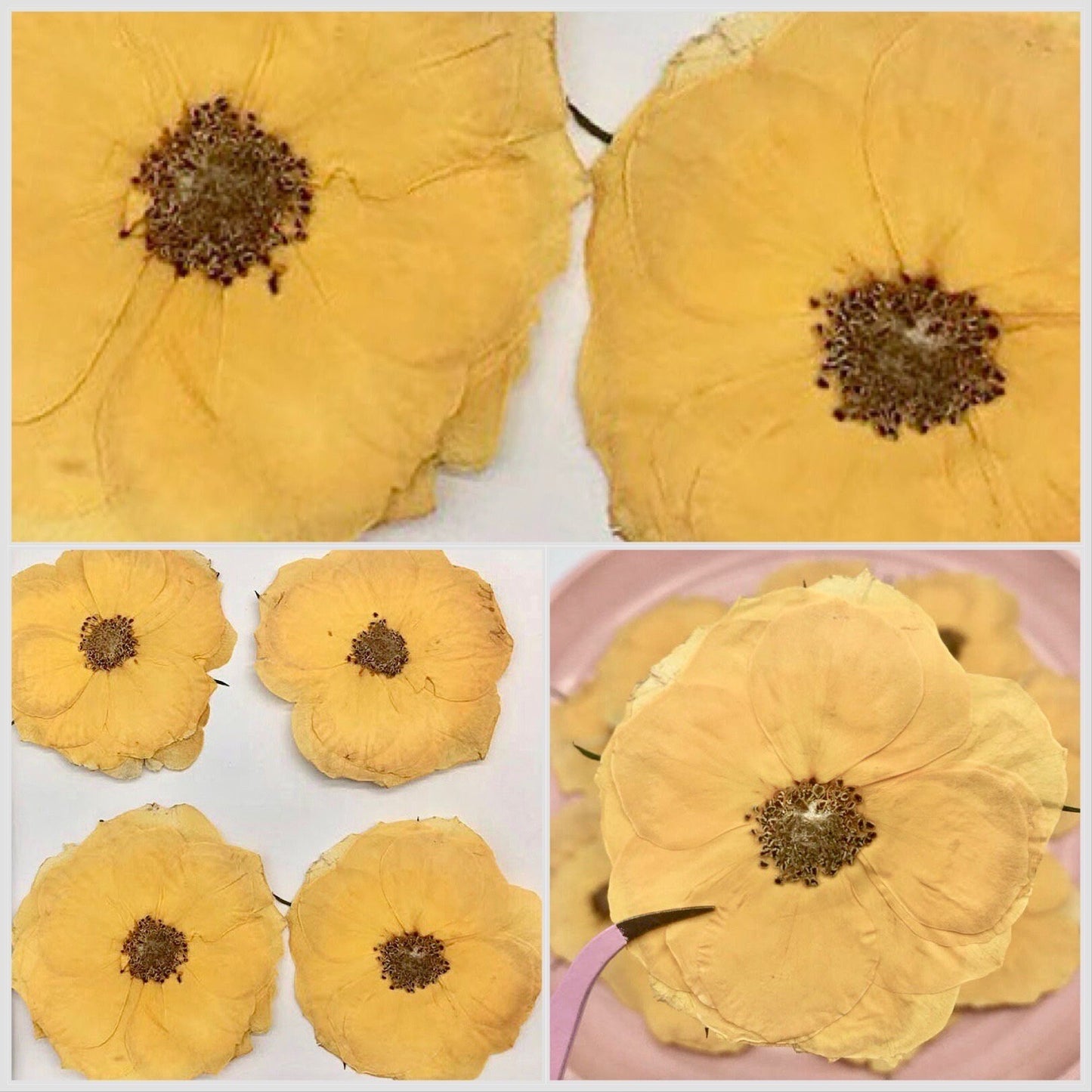 12 PCS Set (4-6CM) Pressed Roses Flowers, Dried Yellow Rose Flower, Preserved Rose Dried Flowers, Pressed Dried Roses Real Dried Flower,