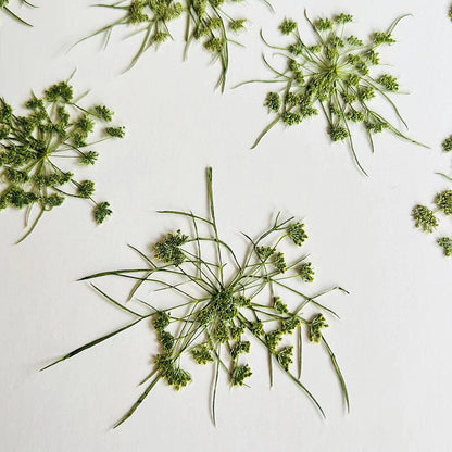 20 PCS Set (12-20CM) Pressed Dried Dill Flower, Pressed Dried Flowers, Real Green Flat Flowers, Green Pressed Dried Flower Preserved Flower