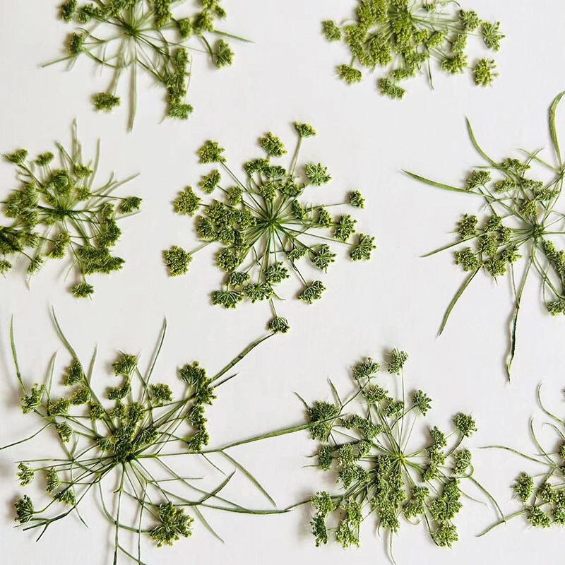 20 PCS Set (12-20CM) Pressed Dried Dill Flower, Pressed Dried Flowers, Real Green Flat Flowers, Green Pressed Dried Flower Preserved Flower