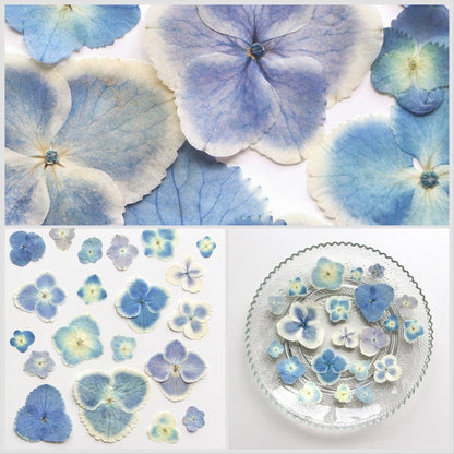 20 PCS Set (2.5-4CM) Dried Pressed Flowers Blue Hydrangea, Natural Pressed Dried Hydrangea Flowers, Preserved Real Blue Flowers for Wedding