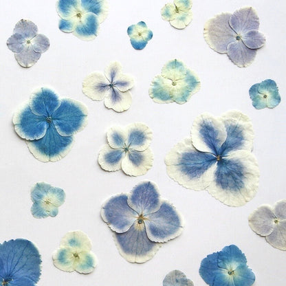 20 PCS Set (2.5-4CM) Dried Pressed Flowers Blue Hydrangea, Natural Pressed Dried Hydrangea Flowers, Preserved Real Blue Flowers for Wedding