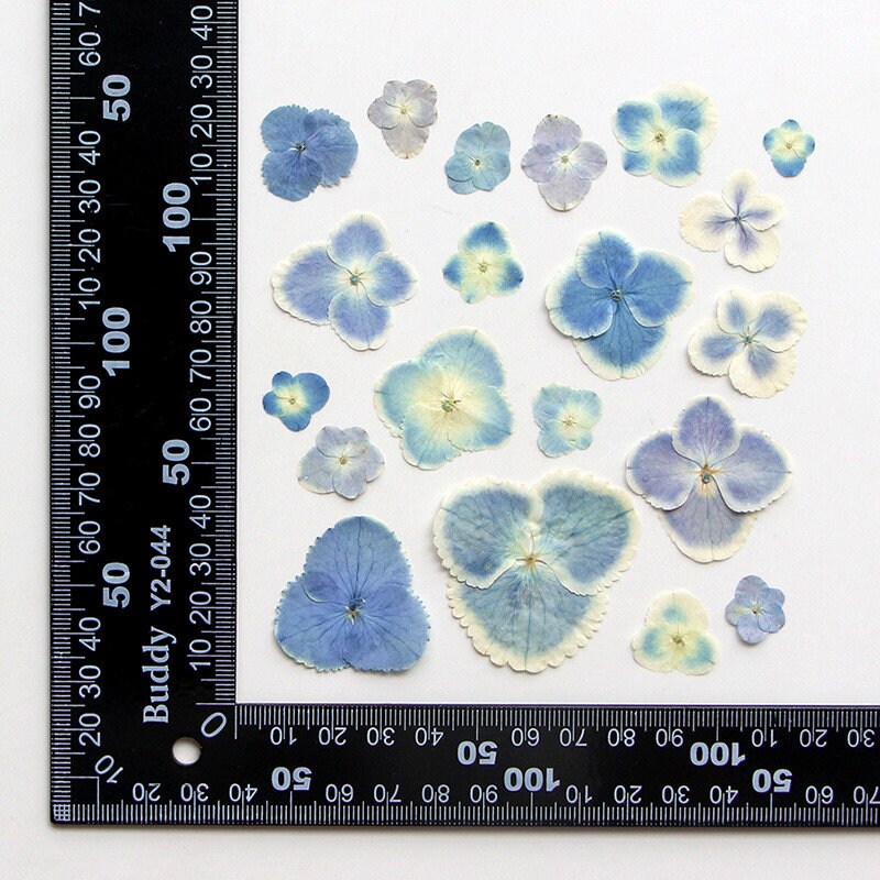 20 PCS Set (2.5-4CM) Dried Pressed Flowers Blue Hydrangea, Natural Pressed Dried Hydrangea Flowers, Preserved Real Blue Flowers for Wedding