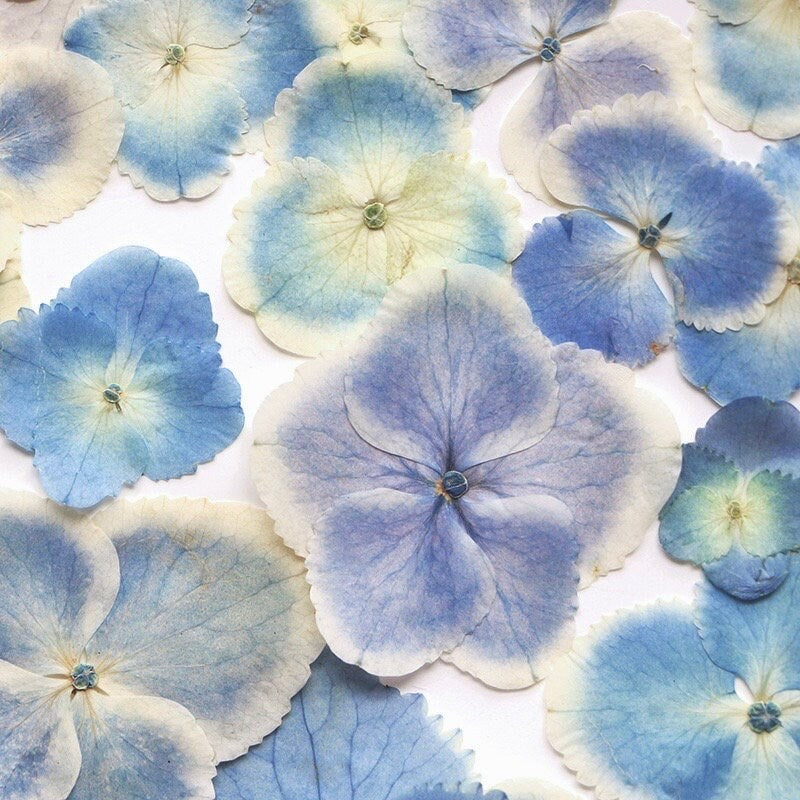 20 PCS Set (2.5-4CM) Dried Pressed Flowers Blue Hydrangea, Natural Pressed Dried Hydrangea Flowers, Preserved Real Blue Flowers for Wedding