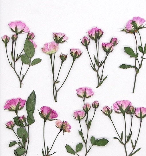 6 PCS/Set ((5-7CM) Pressed Dried Roses, Pressed Light Pink Rose Flowers, Pressed Flower Roses, Real Dried Rose Flower, Preserved Flat Roses